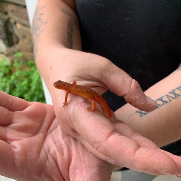 Meet your Posher, Marey (Mugsy j) - Picture 10 of 16